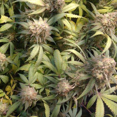 Ghost OG  growlog timeline photo