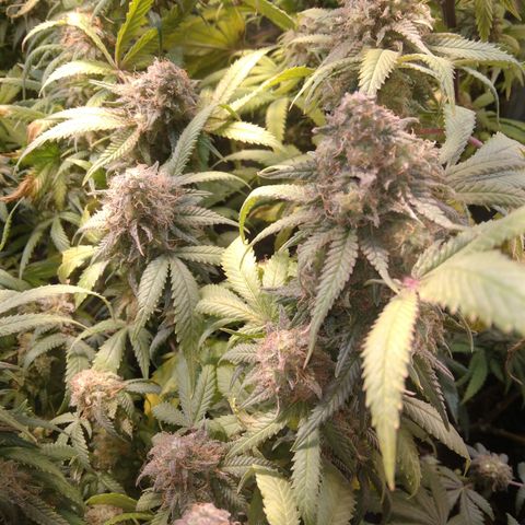 Ghost OG  growlog timeline photo