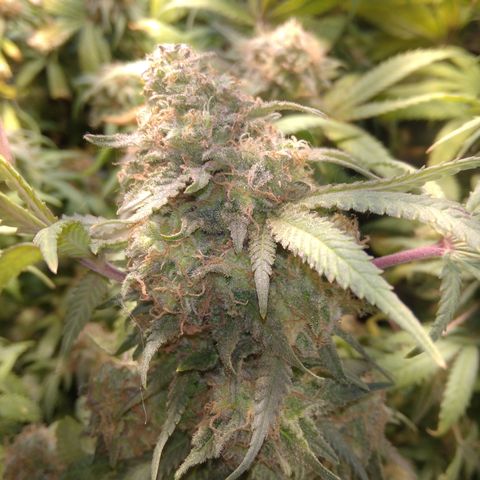 Ghost OG  growlog timeline photo