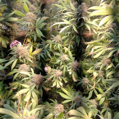 Hawaiann Snow growlog timeline photo