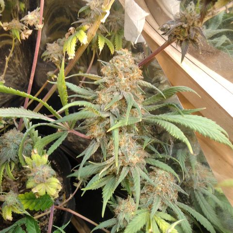 Hawaiann Snow growlog timeline photo