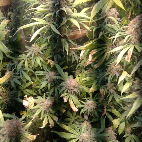 Hawaiann Snow growlog timeline photo