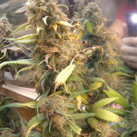 Hawaiann Snow growlog timeline photo