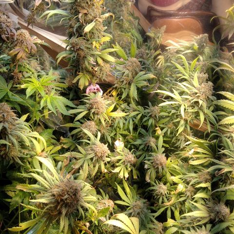 Hawaiann Snow growlog timeline photo