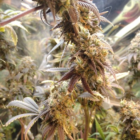Runtz growlog timeline photo