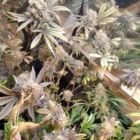 Runtz growlog timeline photo