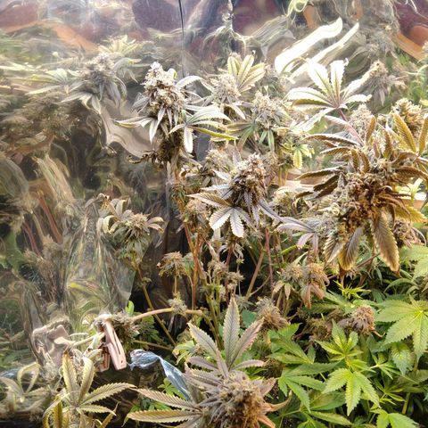 Runtz growlog timeline photo