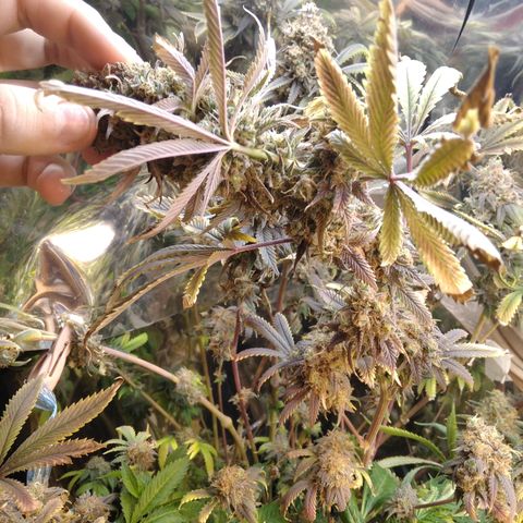 Runtz growlog timeline photo