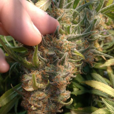 Hawaiann Snow growlog timeline photo