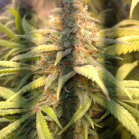 Hawaiann Snow growlog timeline photo