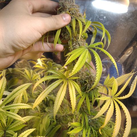 Orange Cake  #1 growlog timeline photo