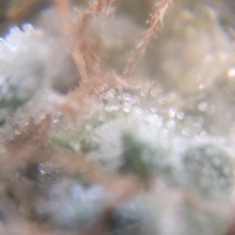 Orange Cake  #1 growlog timeline photo