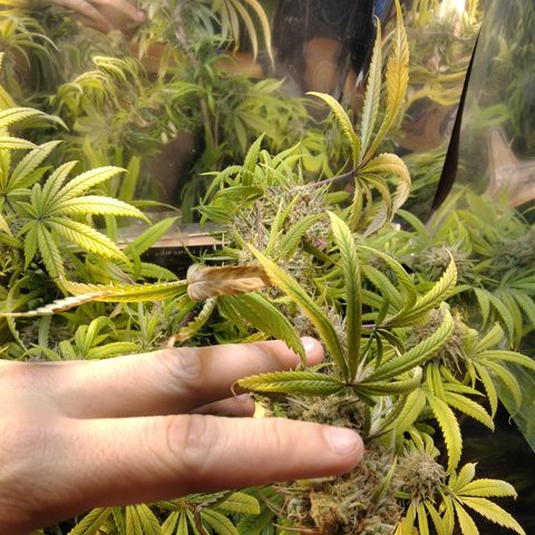 Orange Cake  #1 growlog timeline photo