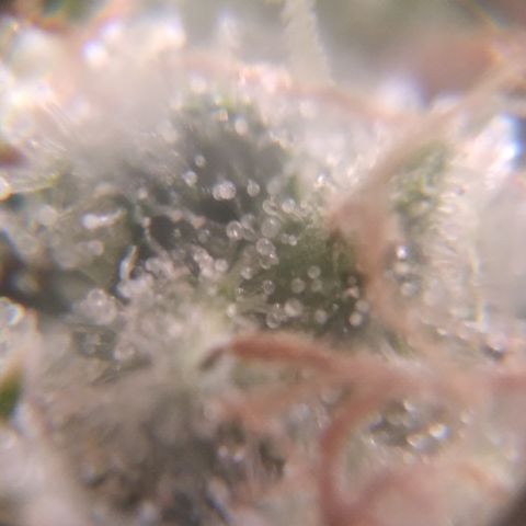 Orange Cake  #1 growlog timeline photo