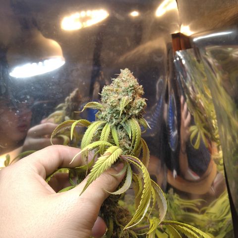 Orange Cake  #1 growlog timeline photo