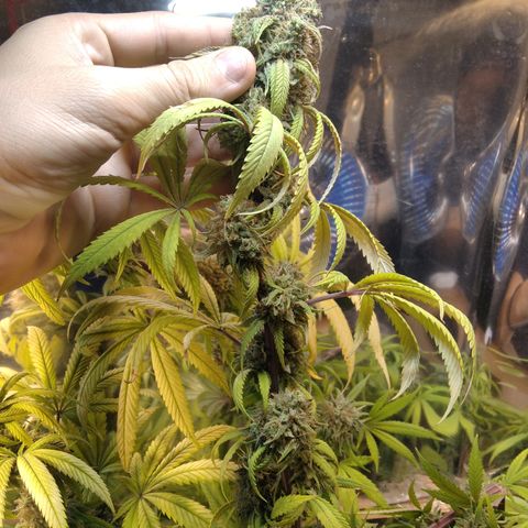 Orange Cake  #1 growlog timeline photo