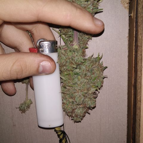 Orange Cake  #1 growlog timeline photo