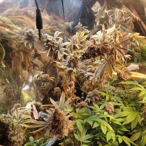 Runtz growlog timeline photo