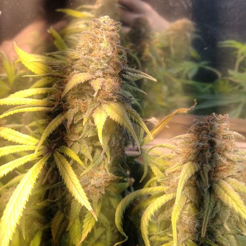 Hawaiann Snow growlog timeline photo