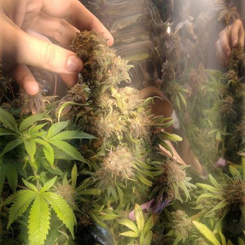 Hawaiann Snow growlog timeline photo