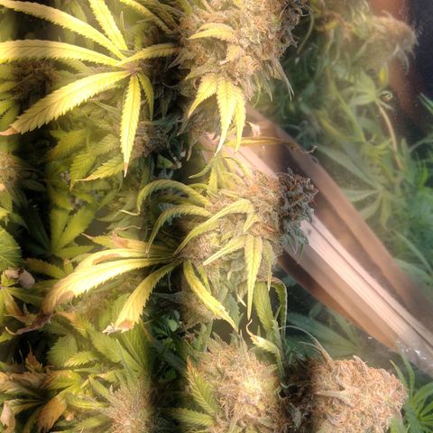 Hawaiann Snow growlog timeline photo