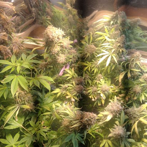 Hawaiann Snow growlog timeline photo