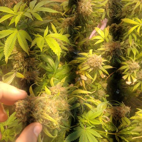 Hawaiann Snow growlog timeline photo