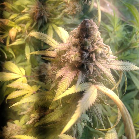 Ghost OG  growlog timeline photo
