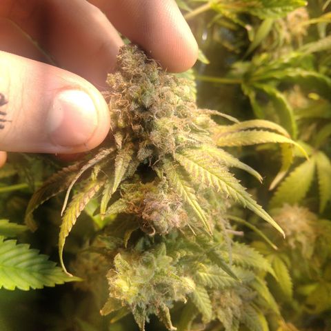 Ghost OG  growlog timeline photo