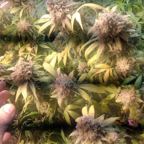 Ghost OG  growlog timeline photo