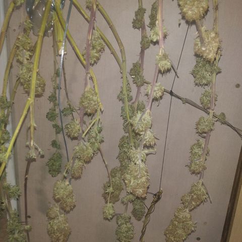 Orange Cake  #1 growlog timeline photo