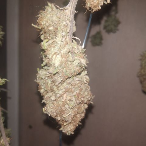 Orange Cake  #1 growlog timeline photo