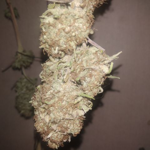 Orange Cake  #1 growlog timeline photo
