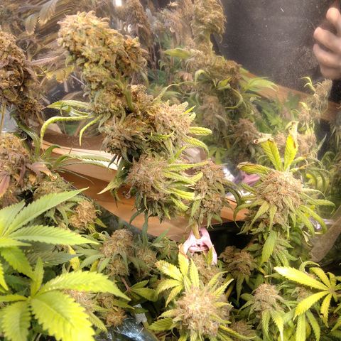 Hawaiann Snow growlog timeline photo