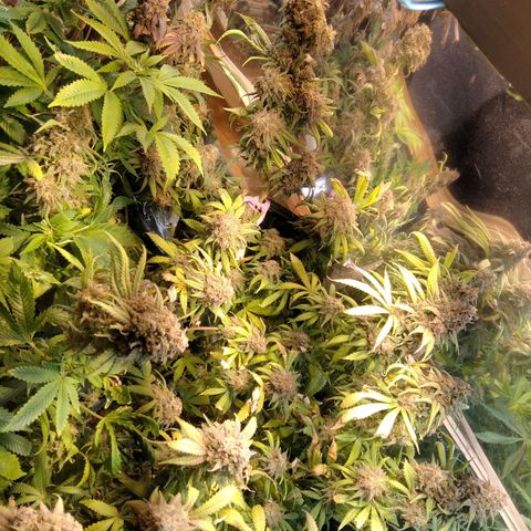 Hawaiann Snow growlog timeline photo