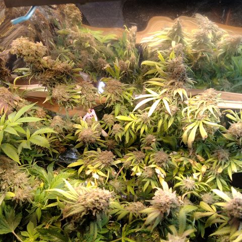 Hawaiann Snow growlog timeline photo