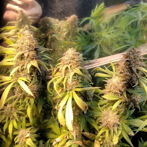 Hawaiann Snow growlog timeline photo