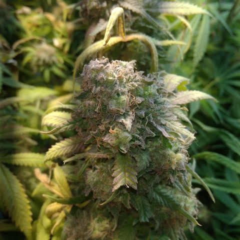 Ghost OG  growlog timeline photo