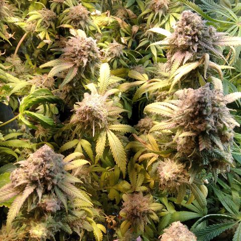 Ghost OG  growlog timeline photo