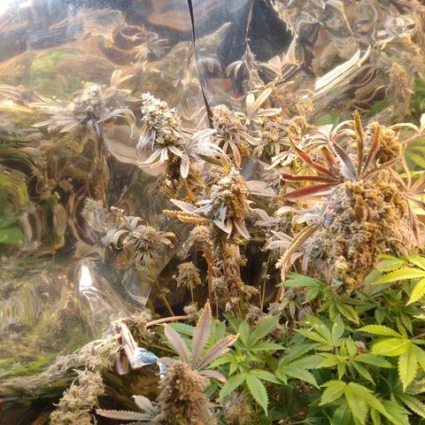 Runtz growlog timeline photo