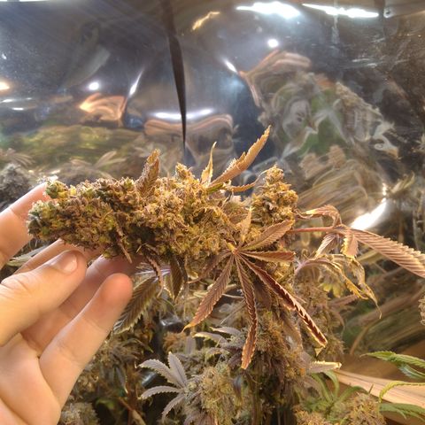 Runtz growlog timeline photo