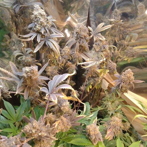Runtz growlog timeline photo