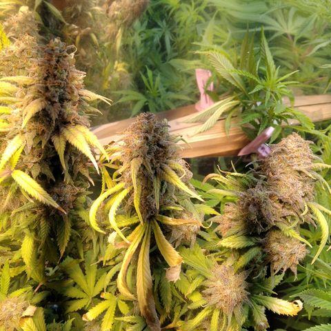 Hawaiann Snow growlog timeline photo