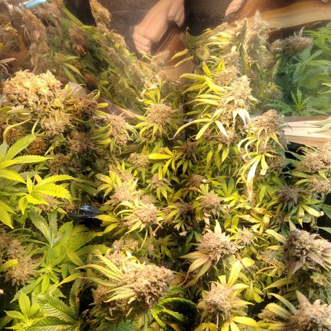 Hawaiann Snow growlog timeline photo
