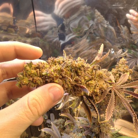 Runtz growlog timeline photo