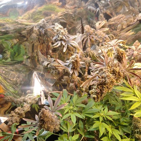 Runtz growlog timeline photo