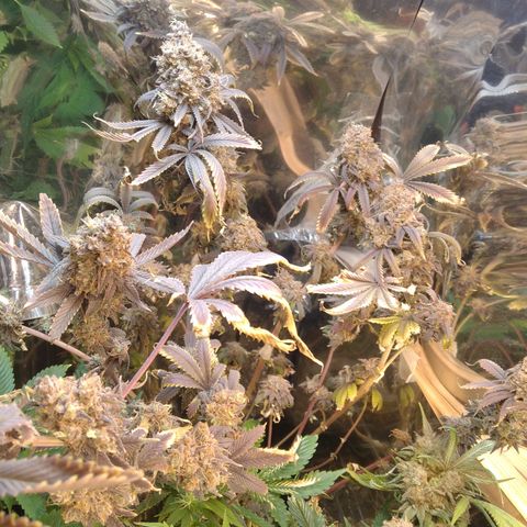 Runtz growlog timeline photo