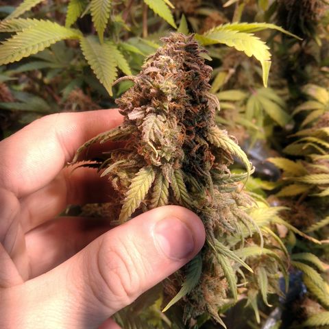 Hawaiann Snow growlog timeline photo
