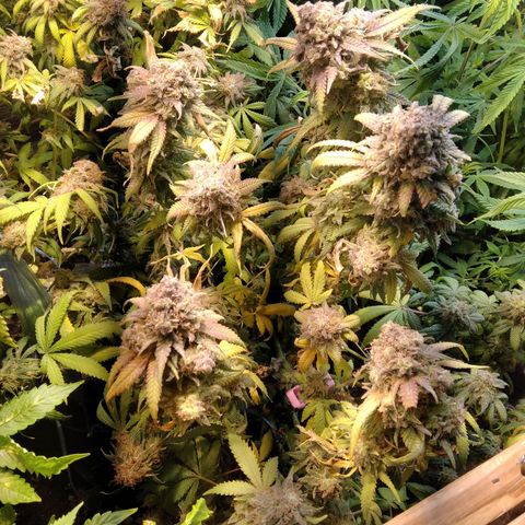 Ghost OG  growlog timeline photo