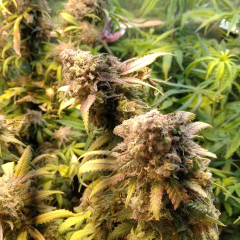 Ghost OG  growlog timeline photo